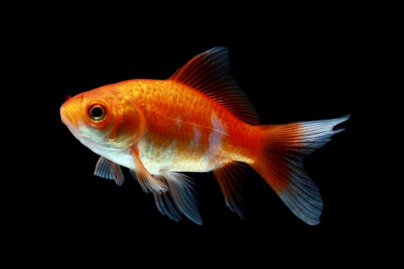 Comet-Goldfish
